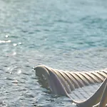 Amadria Park Grand 4 Opatijska Cvijeta